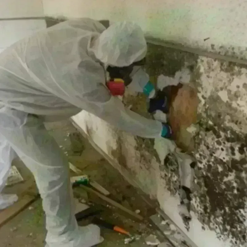 Mold Remediation and Removal in Sioux Center, IA